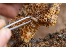 �������� �������� ���� 50 �� (������, ����������, ������, ���������) ���� �������� 3 ����.jpg