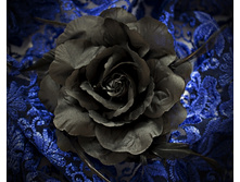 ������ ���� ������  150 ���.jpg