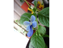 ������������ �����������.JPG