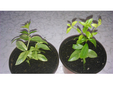 ���� ������������� ����������� - 200- 230 ���.