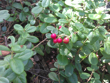 IMAG3230.jpg