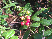 IMAG3236.jpg