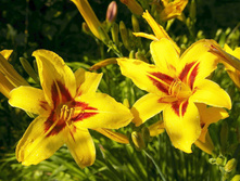 �������� ������ Bonanza 110 ���.jpg � ������� 10 ��