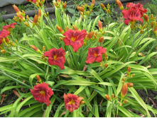 �������� ������� ���� 120 ���