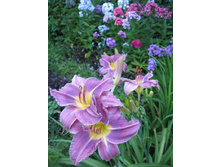 �������� ������ ��� ��� 120���