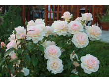_���� �.�.�� ��������� Harkness  chandos_beauty_