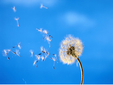 dandelion_picture_wallpaper_1dandelion.jpg