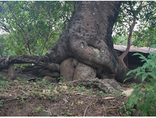 ������ �����, ���� ��� ))