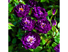 Diamond Eyes-12,50.jpg