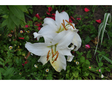 �������� �� ��� ����