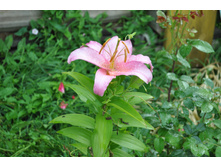 ����� ��� ����