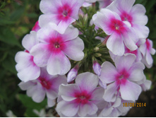 ��������-����������