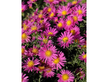 ����� ����. ������_alicehaslam.jpg