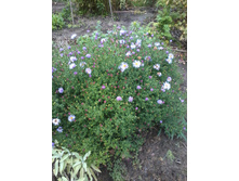 ����� �������� �����._45��.jpg