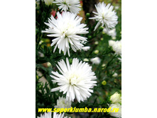 ����� ����-����������� ��� ����.jpg