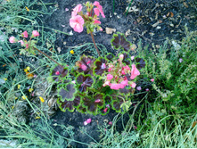 ������ ԣ���������.jpg