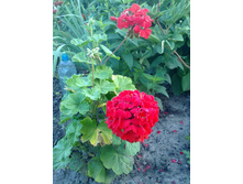 ������ �������.jpg