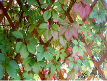 ������� ��������.jpg