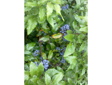 ������� ������������.jpg