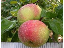 ������ ��������� ������ 215���..jpeg