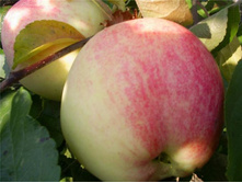 ������ ����� 215���..jpg