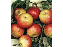 ������ ����� 215���..jpg