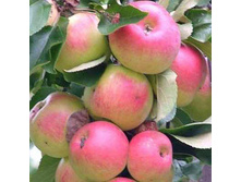 ������ ����������� 215���..jpg