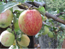 ������ ���������  ��������� 215���..jpg