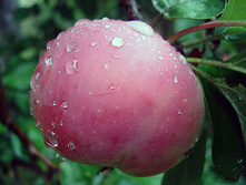 ������ ���� ���� 215���..jpg