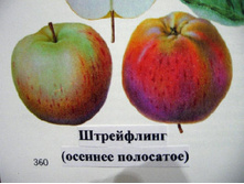 ������ ������� ��������� (����������) 215���..jpg