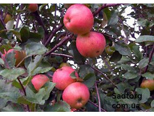 ������ ������� ������� 215���..jpg