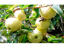 ������ ���������� 215���..jpg