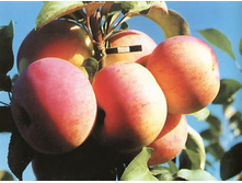 ������ ������ ������ 215���..jpg