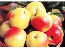 ������ ������������ 215���..jpg