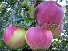 ������ ������ 215���..jpg