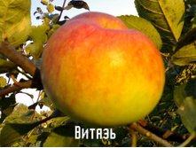 ������ ������ 215���..jpg