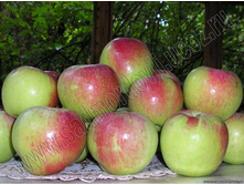 ������ ���������� ������ 215���..jpg