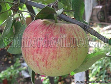 ������ ����������� 215���..jpg