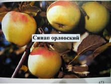 ������ ����� ��������� 215���..jpg