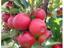 ������ �������� (����) 300���..jpg