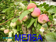 ������ ����� (����) 300���..jpg