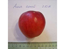 ������ ���� ���� (����) 300���..jpg