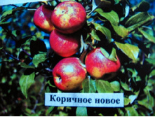 ������ �������� ����� (����) 300���..jpg