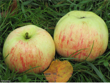 ������ ���������� (����) 300���..jpg