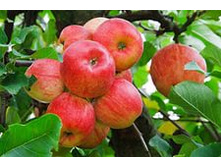 ������ ������� ��������� (����) 300���..jpeg