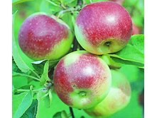 ������ ���� ���������� (����) 300���..jpg