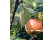 ������ �������� (����) 300���..jpg