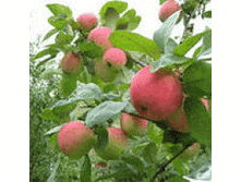 ������ ���������� ������ (����) 300���..gif