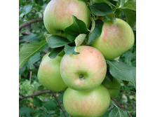 ������ �������� (����) 300���..jpg