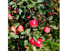 ������ ��������� (����) 300���..jpeg